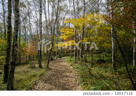 白樺林散步 18037116