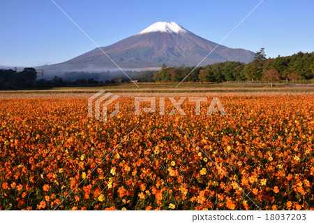 Cosmos and Mt. Fuji 18037203