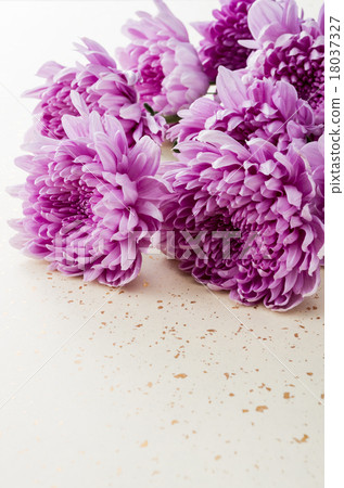 菊花 菊花 18037327