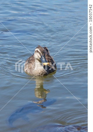 游泳鴨(鴨) 游泳鴨(鴨) 18037542