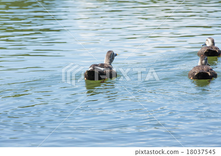 游泳鴨（鴨） 18037545
