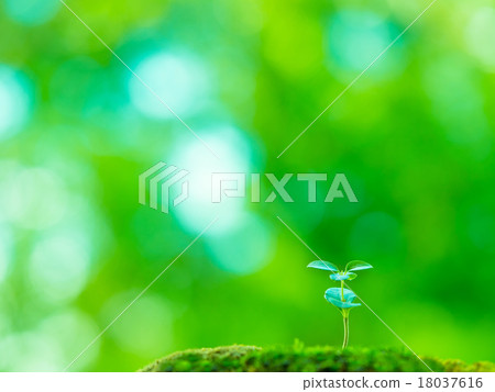 植物幼苗 18037616
