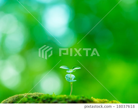 植物幼苗 18037618