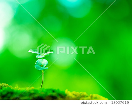 Plant seedling Plant seedling 18037619