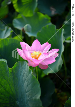 Image of spring Japanese garden and lotus flower lotus 18037967