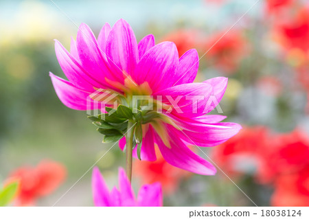 Dahlia variety (Kyoto) Dahlia variety (Kyoto) 18038124