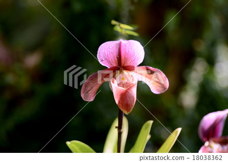 兜蘭 兜蘭 18038362