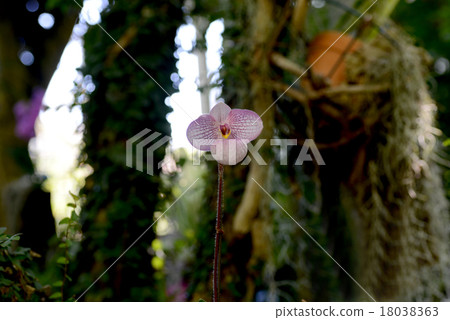 Paphiopedylum Paphiopedylum 18038363