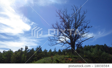 死的樹一棵大樹在小山的 死的樹一棵大樹在小山的 18038564