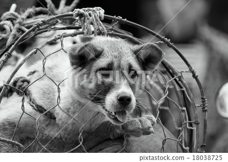 The dog trade in Vietnam market 18038725