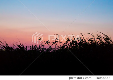 Swallow after entering 18038852