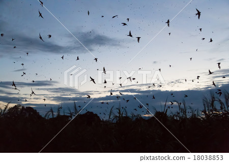 Summer evening swallow 18038853