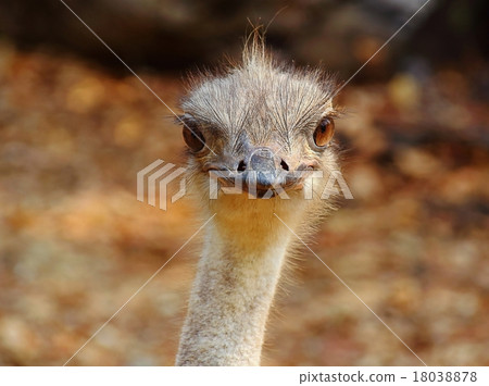 ostrich ostrich 18038878