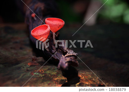 Mushroom Champagne Mushroom Champagne 18038879