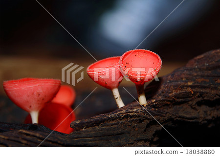 Mushroom Champagne Mushroom Champagne 18038880