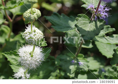 White flower of Dangik White flower of Dangik 18039091