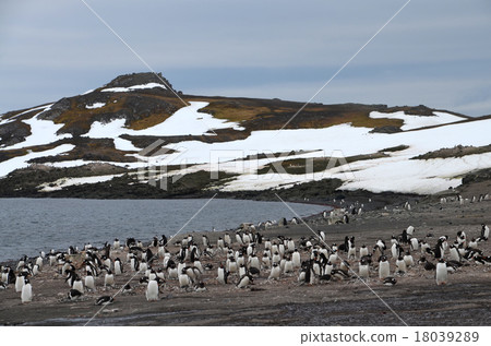 Antarctic penguin nesting place 18039289