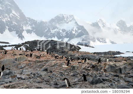 企鵝在南極半島的岩層形成區 企鵝在南極半島的岩層形成區 18039294