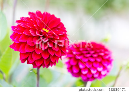 Morning dehydration variety (friendship) Morning dehydration variety (friendship) 18039471
