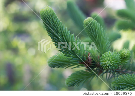 Young spruce tree green Young spruce tree green 18039570
