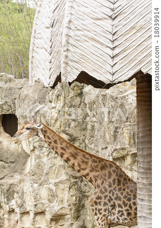 A giraffe closeup take in a zoo A giraffe closeup take in a zoo 18039914