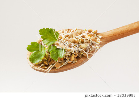 Lentil sprouts 18039995