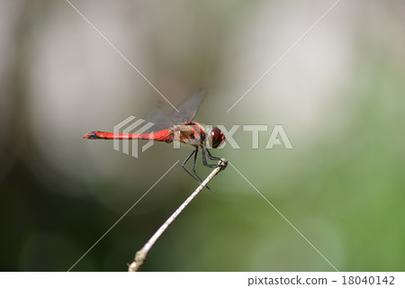 Natsuakane of red dragonfly 18040142