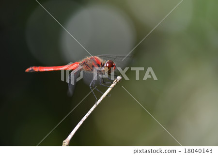 紅蜻蜓的Natsuakane 18040143