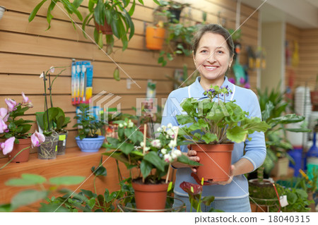 Female florist with primula Female florist with primula 18040315