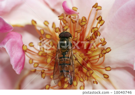 syrphyd fly on the flower 18040746