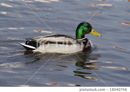 duck on the water duck on the water 18040748