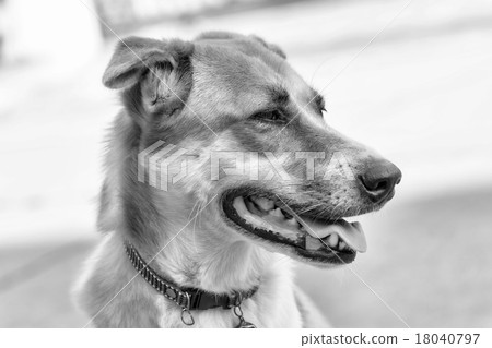Dog Dog 18040797