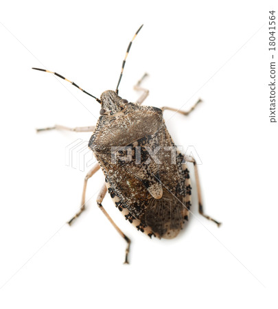 Mottled Shield Bug 18041564
