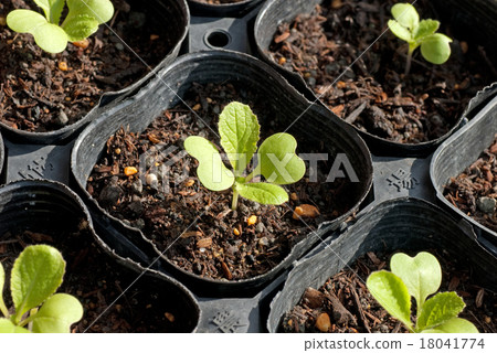 播種育苗育苗聚盆苗白菜 18041774