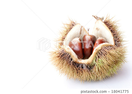 板栗餃子樂平板栗 板栗餃子樂平板栗 18041775