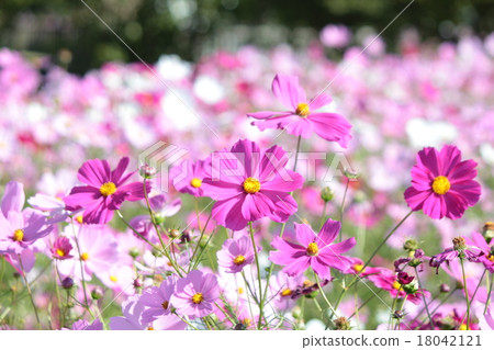 Kinritsu Cosmos Garden Kinritsu Cosmos Garden 18042121