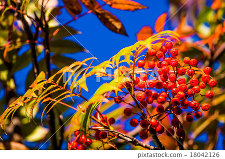 Nanakamado seeds colored bright red Nanakamado seeds colored bright red 18042126