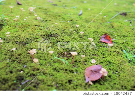 落葉葉和蘑菇在岡山後樂園 落葉葉和蘑菇在岡山後樂園 18042487