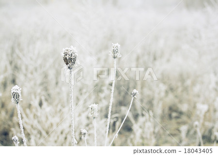 winter field winter field 18043405