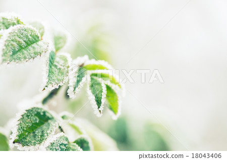 frozen leaves frozen leaves 18043406