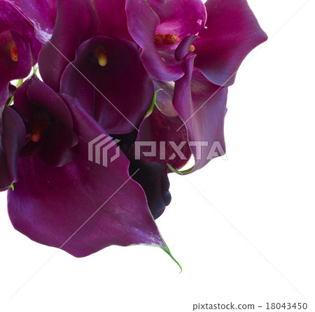 Calla lilly Calla lilly 18043450