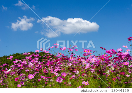  Cosmos field 18044139