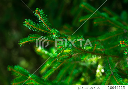 Fresh green fir branch  18044215