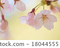 蓬鬆的櫻花 18044555