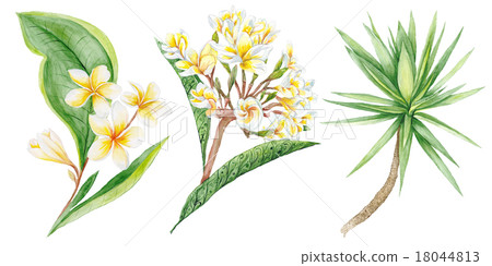 Tropical Plants Watercolor Illustration 18044813