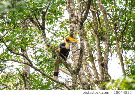 Great Hornbill Bird in nature Great Hornbill Bird in nature 18044833