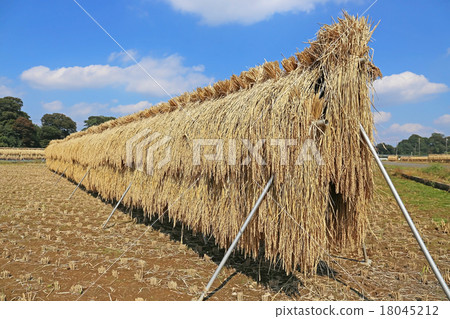 Straw drying Straw drying 18045212