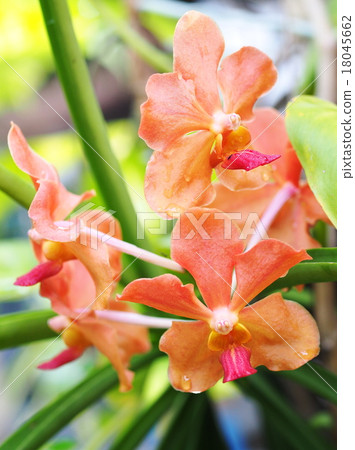 colorful orange color orchids in green nature colorful orange color orchids in green nature 18045662