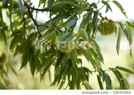 Autumn chestnut garden 18045949