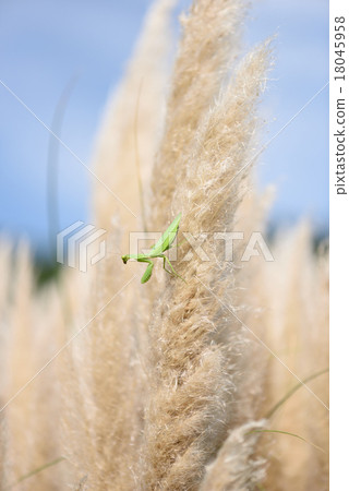 Pampasgrass and mantis 18045958